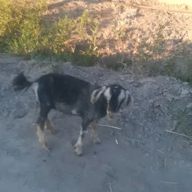 teke biçik