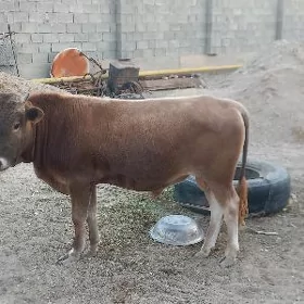Öküz