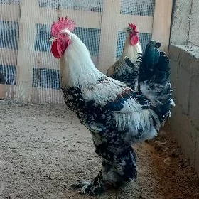 Balgar horazlar