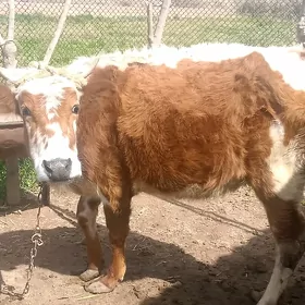 Boğaz sygyr Boğaz sygyr