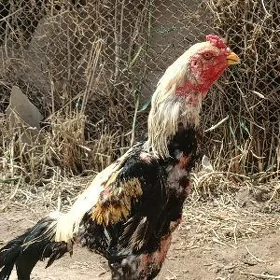 Çal horaz