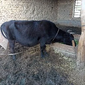 sygyr