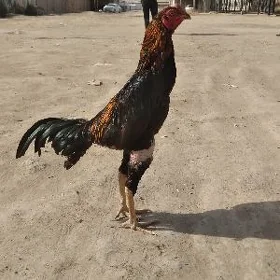 juja