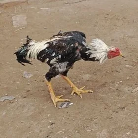 horaz
