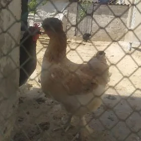 Paroda Towuklar