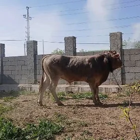 Öküz