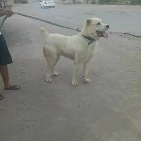 Balu linya ady sinba