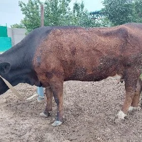 Göleli sygyr