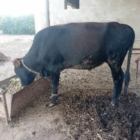 Öküzce