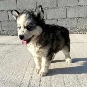 Haski