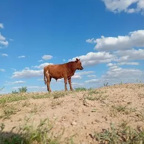 Ökuzce