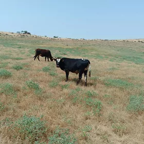 Öküz