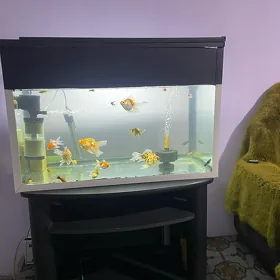 akwaryum balyk