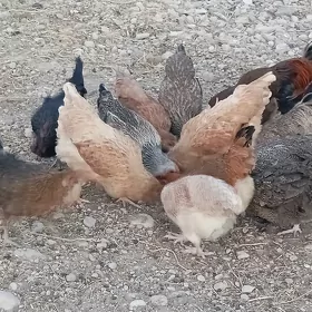 tawuk