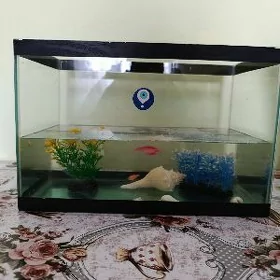akwaryum