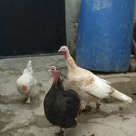 induk makiyan 2sany