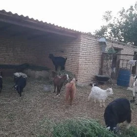 geçi