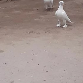 kepderi