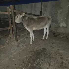 tanaly sygyr