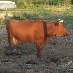 bogaz sygyr