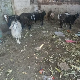 Dog  erkec