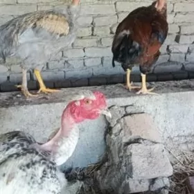 Brama