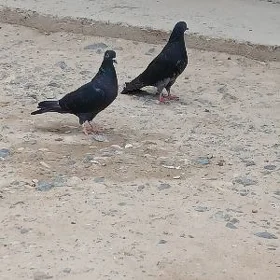 kepderi