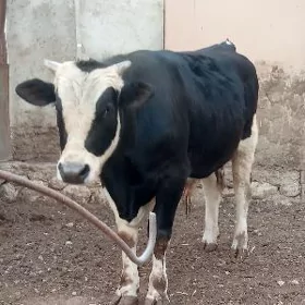 öküz