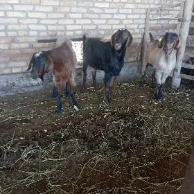 semiz serkeler