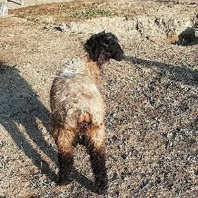 Toklylar