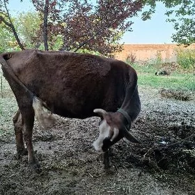 goleli sygyr