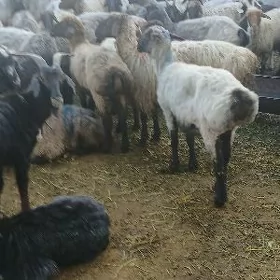 Овнук маллар
