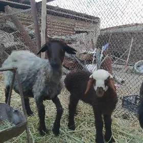 guzyly işşek goyun