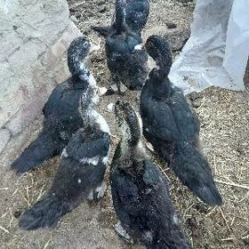 Indutga Ördek towuk induk jüje