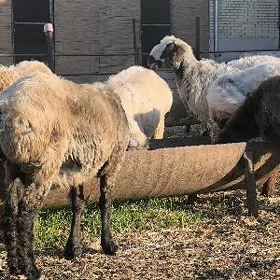 tokly işşek