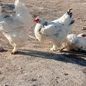 brama towklar