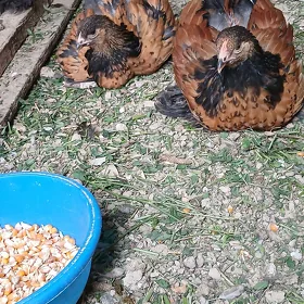 brama laset juyje