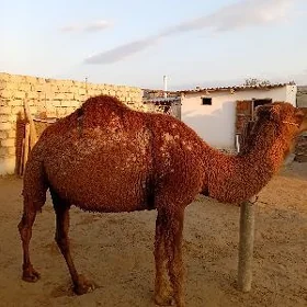 Köşekgil  dùÿe