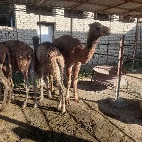 erkek köşekler