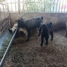 Owlakly geçi