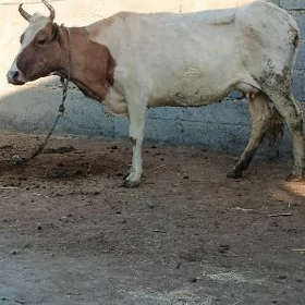 gysyr sygyr