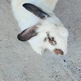 Ene towşan