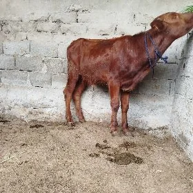 öküz