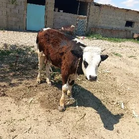 okuzce