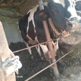 öküz