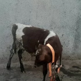 okuz gole