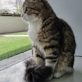 pişik