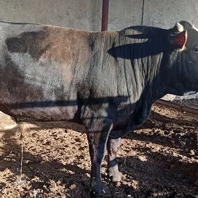 öküz