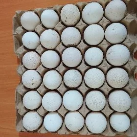 owgan paroda indyuk yumurtga