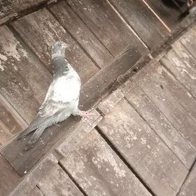 kepderi